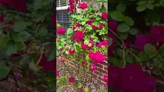 Roses 🌹 Roses 🌹 #Rose Bush in our Frontyard#flowergarden #YTShorts