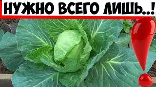 Что сажать рядом с капустой, чтобы ее не точили вредители!