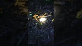 LED Landscape Lights For Dream Outside Oasis