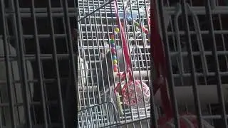 Птенец начинает разговаривать!
