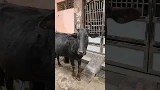 caminando en la India