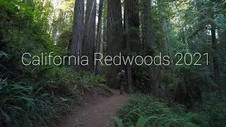 Photographing Redwood National and State Parks 2021 | Woodland Landscape Photography | 4K