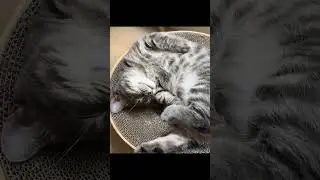 cuteeee cat#kitten #kitty #pets #cat #catlover #kittycat #lovelypets #catgame #funnycat