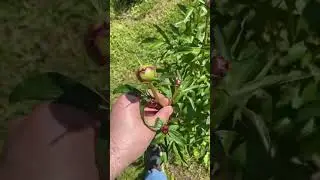 Пасынки у пионов?! Почему маленькие бутоны? 