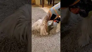 Kenji ice cube treat