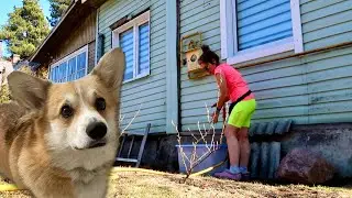 Выпустили котиков на улицу 🐾Забрали собак 😃устроили субботник 🌿VLOG
