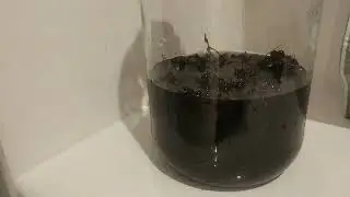 NALEWKA Z CZARNEGO BZU   OWOCU