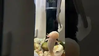 Аксолотль. Axolotl😻 