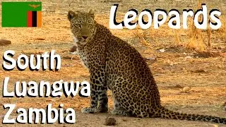 Tracking LEOPARDS in SOUTH LUANGWA National Park, Zambia