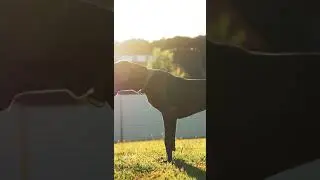 Young Great Dane pissing.