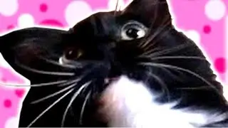 THE WORST CAT