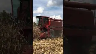 CASE International 1460 Axial-Flow Combine #bigtractorpower #caseih #combine #cornharvest