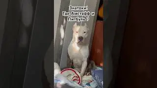 Где Амстафф и Питбуль, а может и одна порода? 