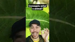 Achou o animal nessa foto? #shorts  #camuflagem #curiosidade #ciencias #educação
