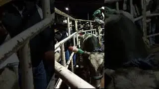 SE ENOJÓ 🐂Síguenos y diviértete  