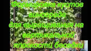 Формировка куста винограда для выращивания на вертикальной плоскости беседки