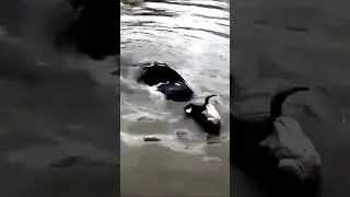 Спасение тонущей коровы во время наводнения в Орске