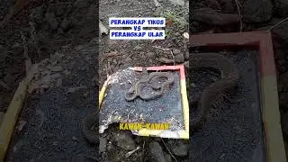 perangkap salah sasaran