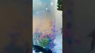 Tej Diagnostic hospital aquarium 🐠🐟🐬🐳🐋