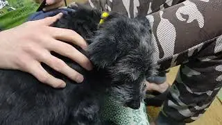 Жужа- спасённая от десятка кобелей.