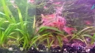 Gambas Red Cherry - Colombia