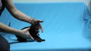 female О*кей Альциона Беллатрикс / O*kay Alciona Bellatrix 1,5 месяца/1,5 month