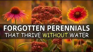 Plant These NOW! 11 DROUGHT-PROOF Perennials That Thrive Without Watering (LUSH All Summer)