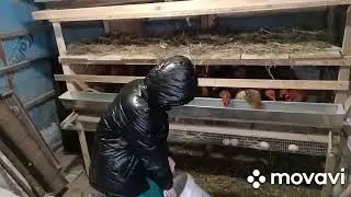 утренний поход в курятник и вечером проверю
