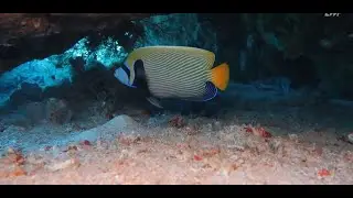 angel fish Red sea marsa alam السمكة الملائكيه مرسي علم البحر الاحمر