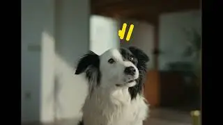 4AdTab CRO – DOG VIDEO 10s