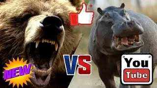 КТО СИЛЬНЕЕ!?Гризли против гиппопотама!//батл животных//.