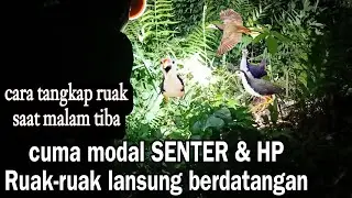 Cara Menangkap Ruak ruak Dengan Suara Mp3 Ampuh Langsung Dapat Mudah Banget, trik jitu pangil burung