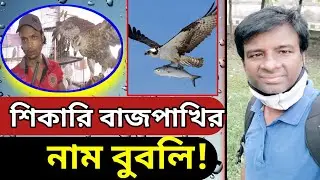 শিকারী বাজ পাখির নাম বুবলি ডাকলে ছুটে আসে! ছেড়ে দিলেও যায়না ║ AGB News