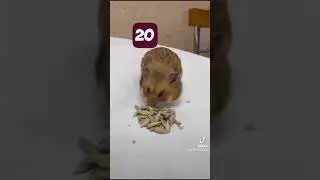 ХОМЯК ЗАПИХНУЛ 140 СЕМЕЧЕК В РОТ!!!🤯🤬