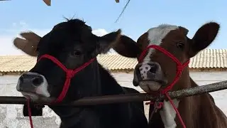 Гуночинои оригинал арзон ба фуруш бромад 31 мая 2025 г.