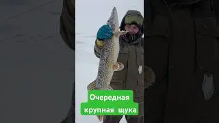 Крупная щука на жерлицу.Ставь👍если хочешь поймать такую же#топ #рыбалка #карелия