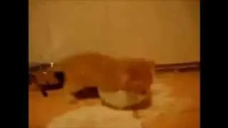 Бешеный котэ и молоко.