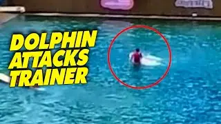 Dolphin Attacks Trainer at Miami Seaquarium Show