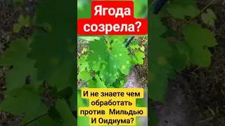 Are the grapes ready? How to treat them against diseases?