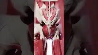 Мыщцы