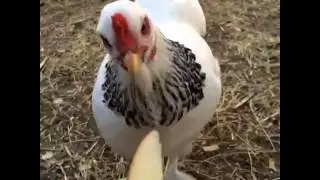 Angry Chicken Wants a Slice Too Vine