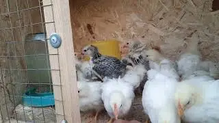адлер брама жужа