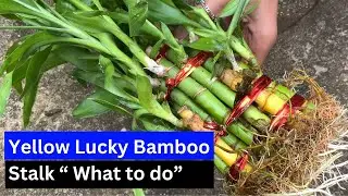 Lucky Bamboo Stalk Turns Yellow You should know This