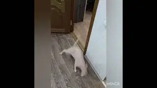 Ванесса-электровеник!