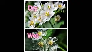 The Skeleton Flower -scientific name: Diphylleia grayi