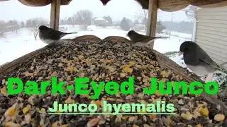 Junco (Dark Eyed) Junco hyemalis - Bird Identification Videos - Dark Eyed Junco Bird Video