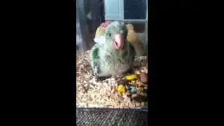 Baby Quaker Parrot curious
