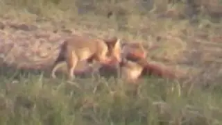 coyote teaser 2000Kbps 720p