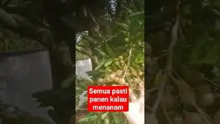 #buah segar dan sehat adalah dambaan setiap orang