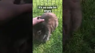 It’s so cute im angry🥹 #animals #bunny #meme #funny #rabbit #capybara